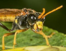 Bladhveps tenthredo campestris
